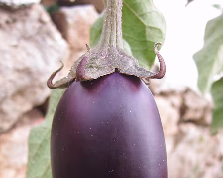 PXL023 Aubergine