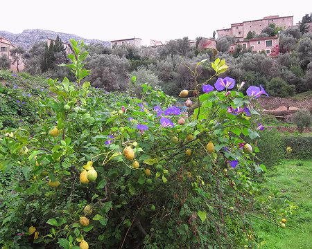 PXL096 Village de Deia