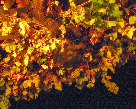 PXL212 Treille du refuge de Tossals Verds