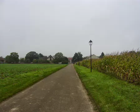PXL000 Champ de maïs
