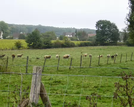 PXL001 Moutons