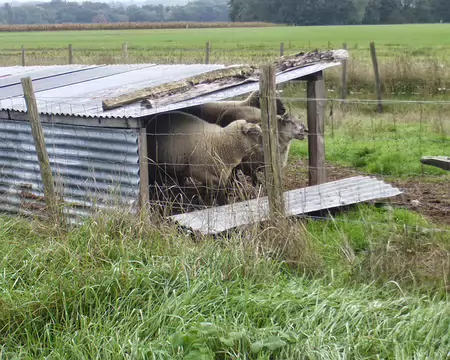 PXL002 Moutons