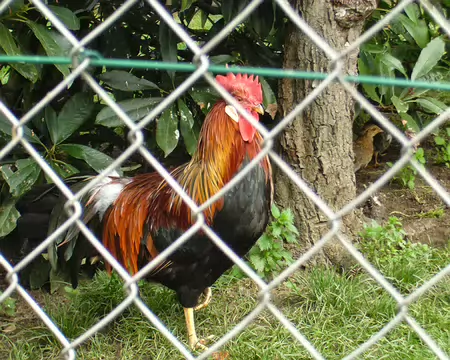 PXL016 Coq
