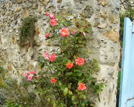 PXL017 Rosier