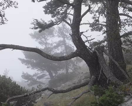 IMG_5739 Et nous voilà dans le brouillard !