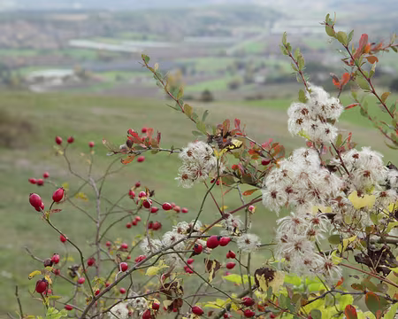 IMG_5798 Eglantier et clématite