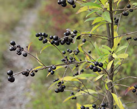 IMG_5799 Troène commun