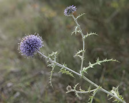 IMG_5801 Echinops ritro (Echinops ritro L.)