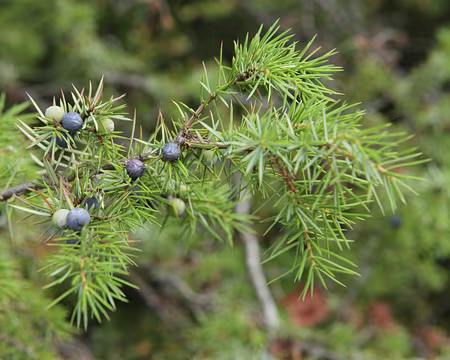 IMG_5805 Genévrier commun (Juniperus communis L. subsp. communis)