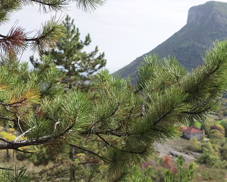 IMG_5834 Pin noir d'Autriche