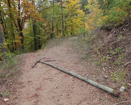 IMG_5936 Suivez la flêche !