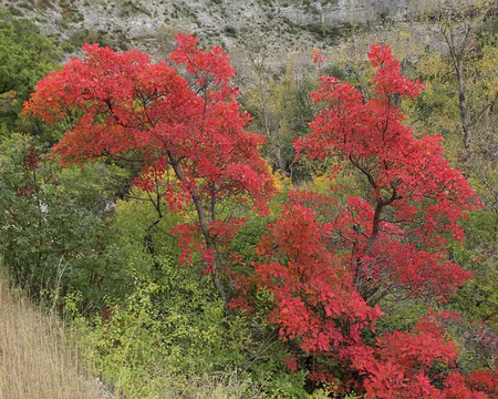 IMG_6048 Arbre à perruques (Cotinus coggygria Scop.)