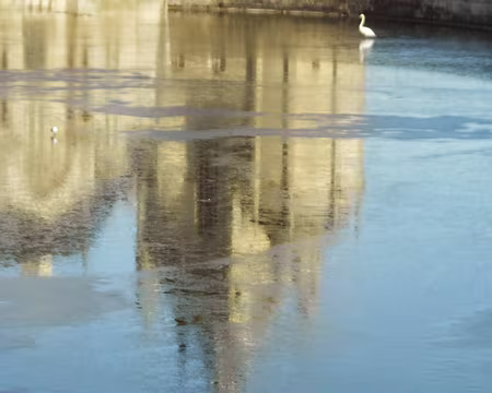 PXL013 Cygne marchant sur les douves gelées.