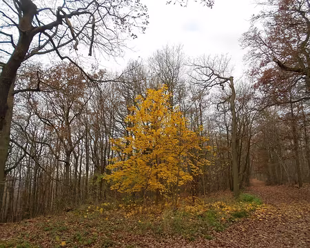 PXL005 Le Bois de Verrières