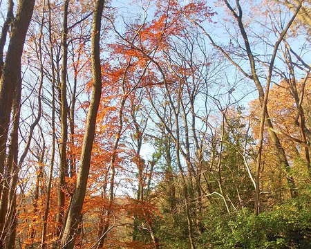 PXL020 Bois communal d'Orsay