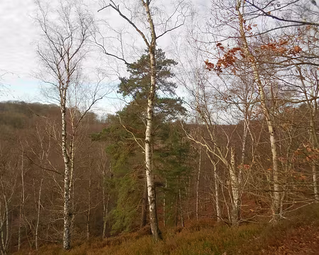 PXL003 Forêt de Port-Royal, vallée du Rhodon, rivière de 10 km affluent de l'Yvette.