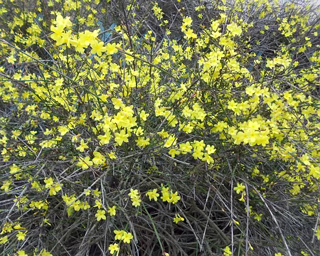 PXL017 Jasmin d'hiver. Joli parcours proposé par Claude. Merci.