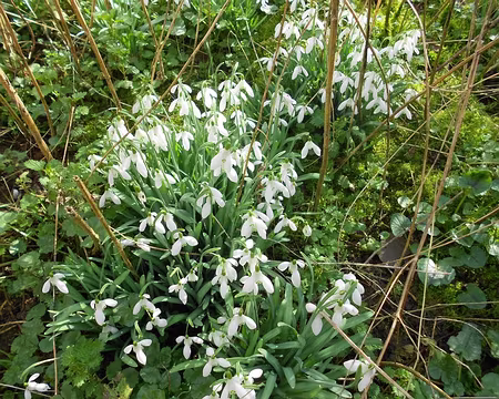 PXL010 ...Merci à Marylise. (Perce-neige ou goutte de lait)