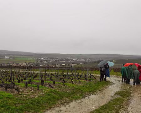 PXL001 Vignoble champenois à Charly-sur-Marne