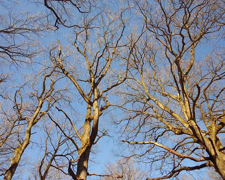PXL000 Forêt de Dourdan