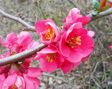 PXL006z1503 Cognassier du japon