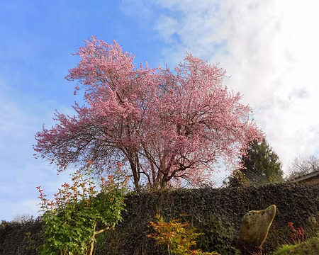 PXL010 Prunus. Jolie randonnée dans le Gâtinais français proposée par Annie. Merci