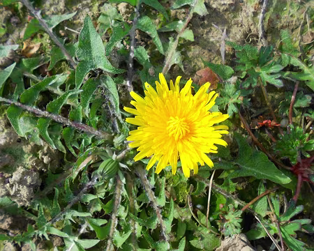 PXL020 Fleur de pissenlit