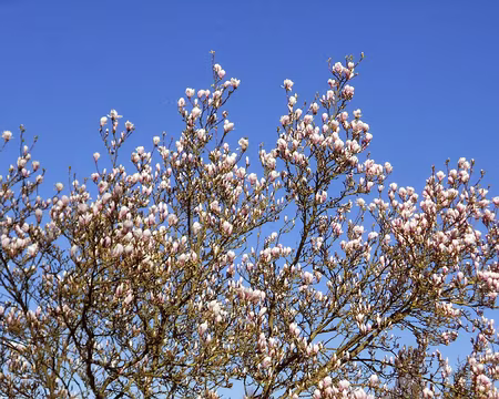 PXL015z1505 Magnolia. Merci à Marylise.