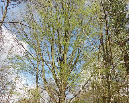 PXL005 Forêt de Verneuil-sur-Seine