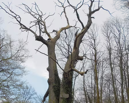 PXL009 Châtaignier datant de 1535, Vernouillet