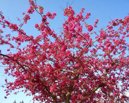 PXL017a2z1507 Pommier du Japon. Merci à Gilles.