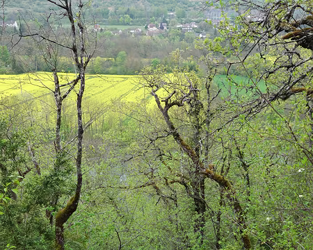 DSC01705 C'est la marche à quatre pattes
