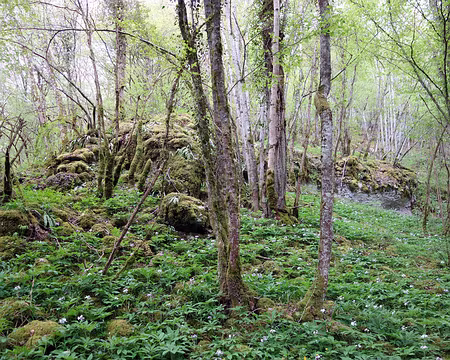 DSC01748 Les sous bois moussus