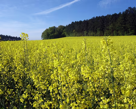DSC01835 Le colza c'est jaune