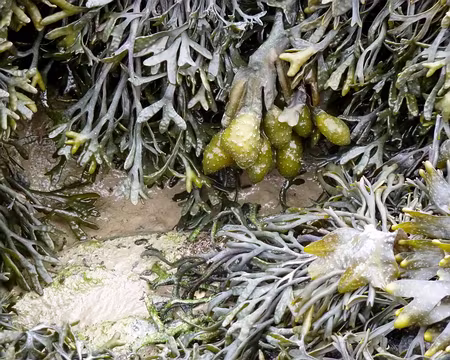 PXL019 Mais non, il ne neige pas !