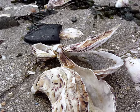 PXL014 Symbole de Cancale