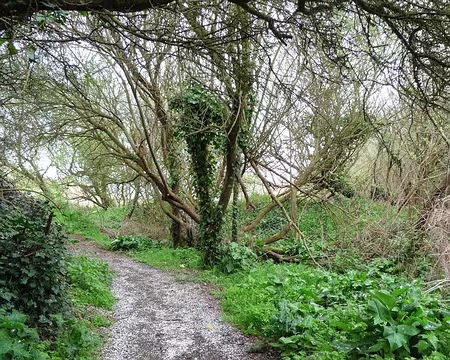 PXL026 Chemin enneigé par des pétales