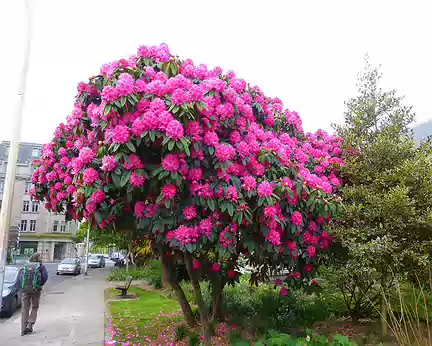 PXL000 A Quimper ce rhododendron cherche à rivaliser avec ceux de l'Himalaya !