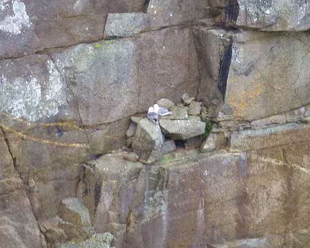 PXL028 Pleine période de nidification