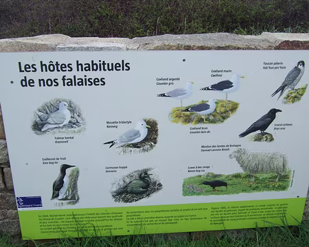 DSCF5671 Réserve naturelle du Cap Sizun. Cherchez l'intrus