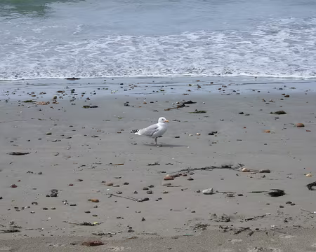 DSCF5709 Un Goeland argenté partage notre pic nic à la plage de Postolonnec