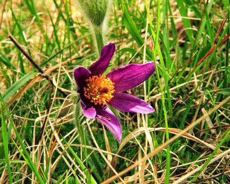 PXL002 Anémone pulsatille