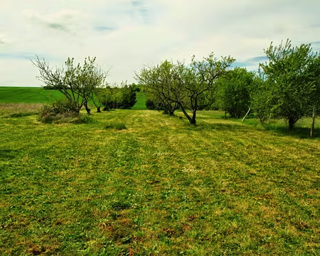 PXL036 Un bien joli verger fraichement tondu.