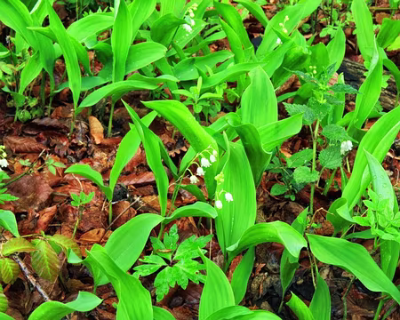 PXL075 En avance cette année.