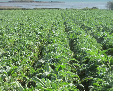 PXL023 champs d'artichauts