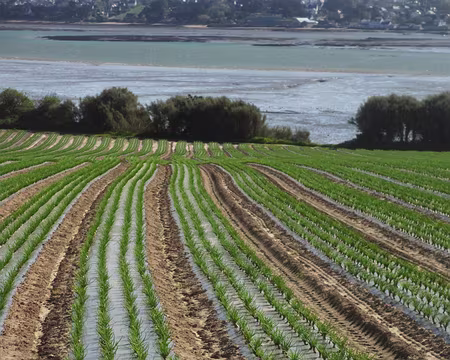 PXL024 champs d'échalottes