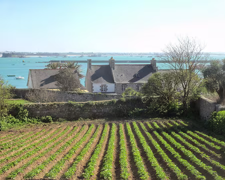 PXL034 champ de patates à l'île de Batz