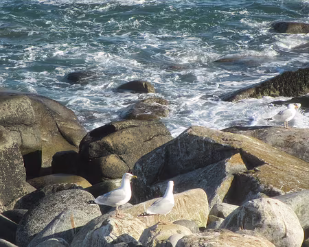 PXL053 Goélands argentés