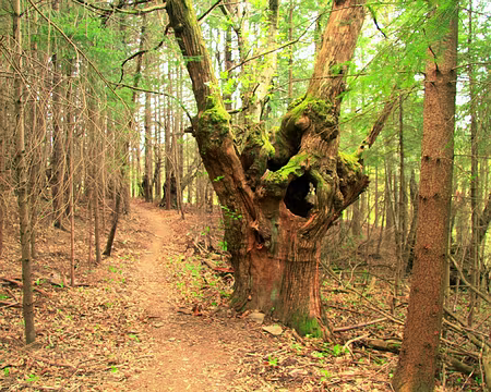 PXL020 Châtaignier ajouré.