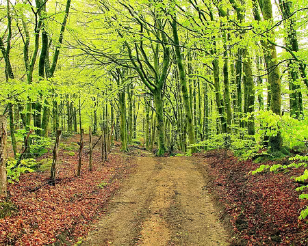 PXL032 Feuillages 2013 et 2014.